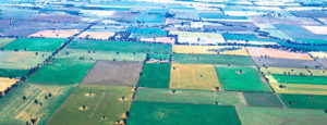 Aerial view of mixed crops