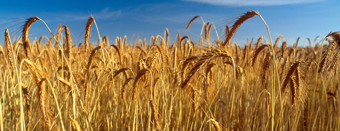 Heads of wheat with blue sky background