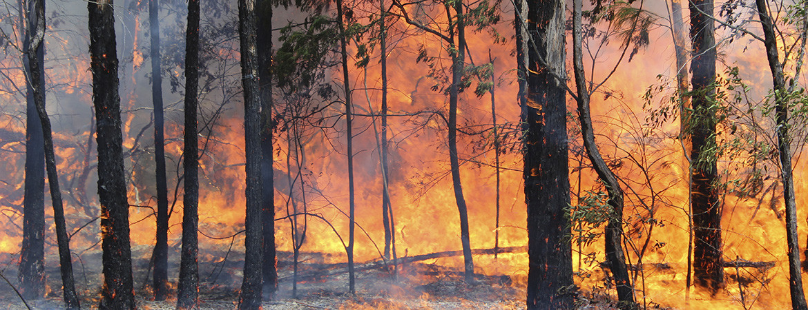 Fire burning through wooded bushland