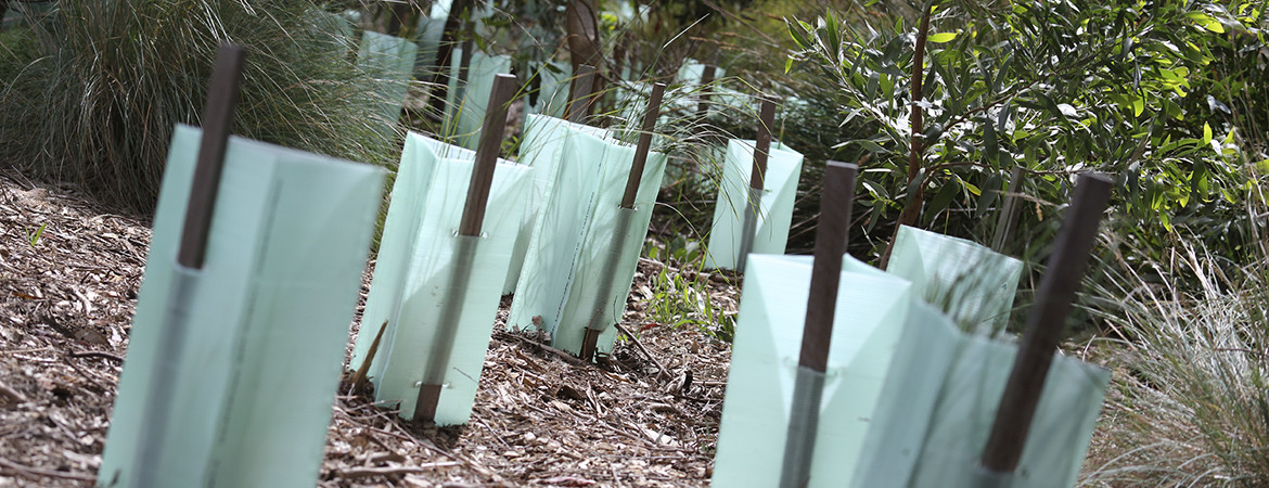 Newly planted trees in a revegetation area