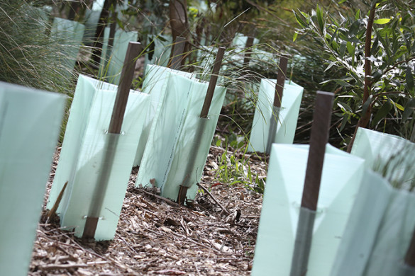 Newly planted trees in a revegetation area