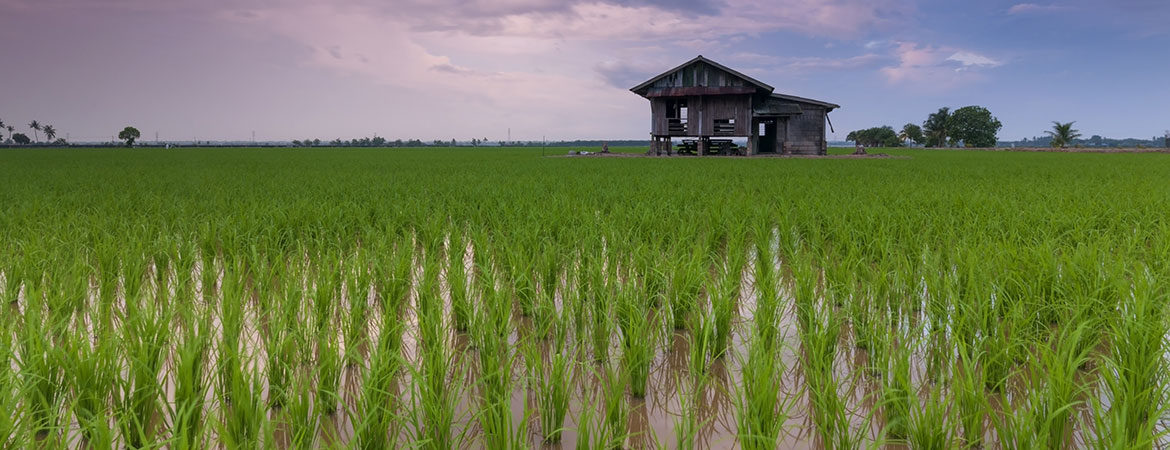 A rice paddy with an elevated wooden building in the middle