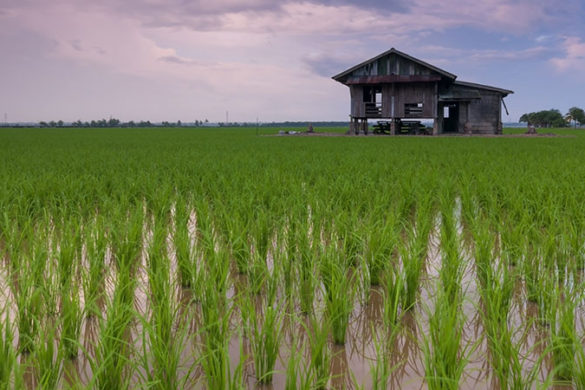 A rice paddy with an elevated wooden building in the middle