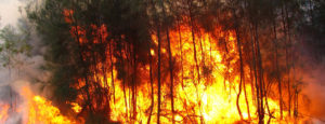 Bushfire burning fiercely in trees