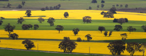 Aerial view of canola fields