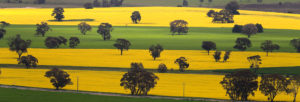 Aerial view of canola fields
