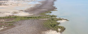 Aerial view of mangrove dieback in the Gulf of Carpentaria