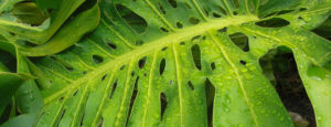 large leaf covered with water droplets