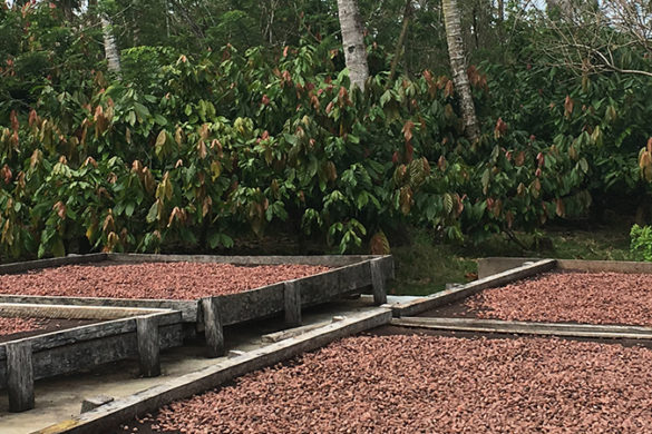 Cocoa beans drying on outdoor racks