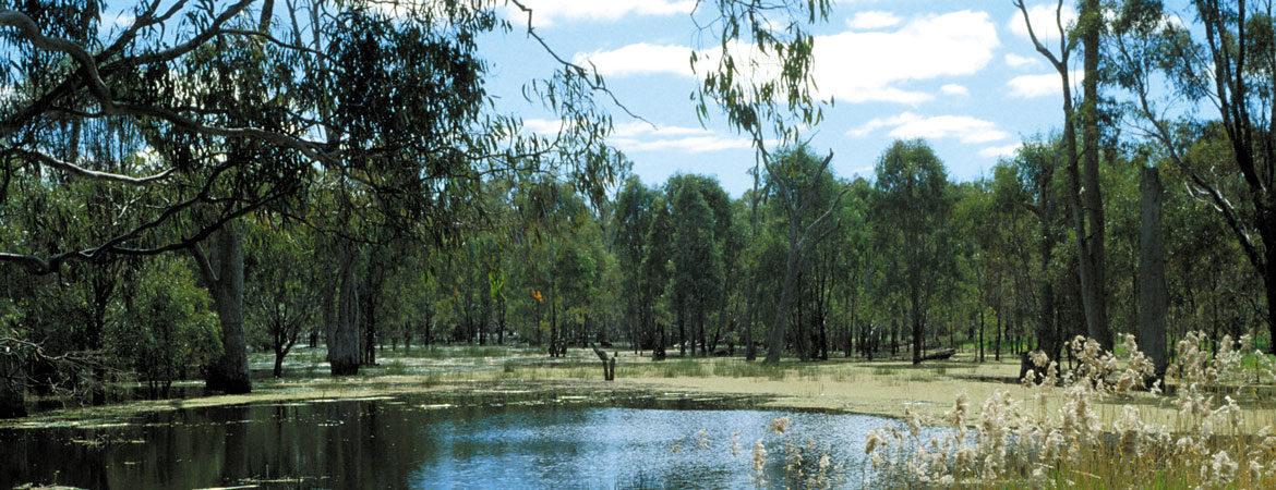 Gum trees in a wetland