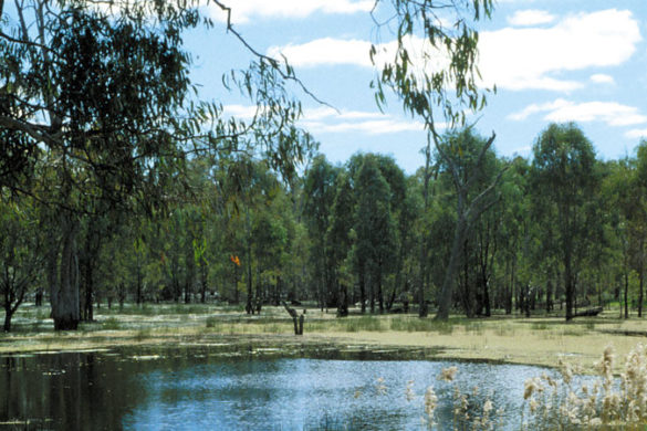 Gum trees in a wetland