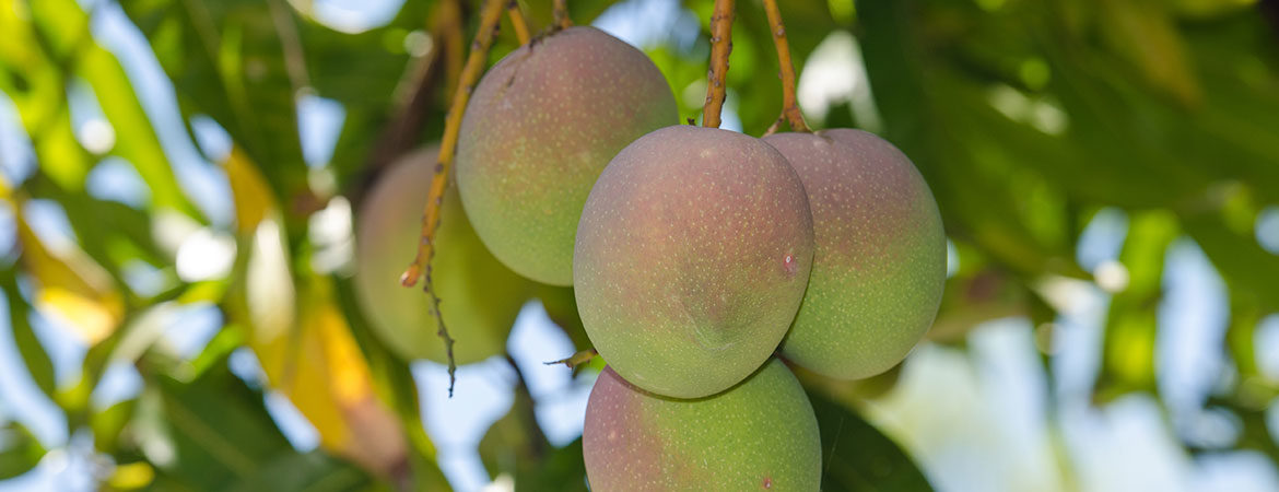 Five ripening mangoes hanging on a tree