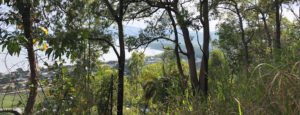 Looking through trees to Yarrabah