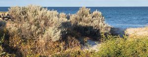 Vegetation on a beach with the water in the background
