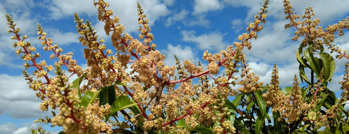 Mango flowers in front of a cloudy sky